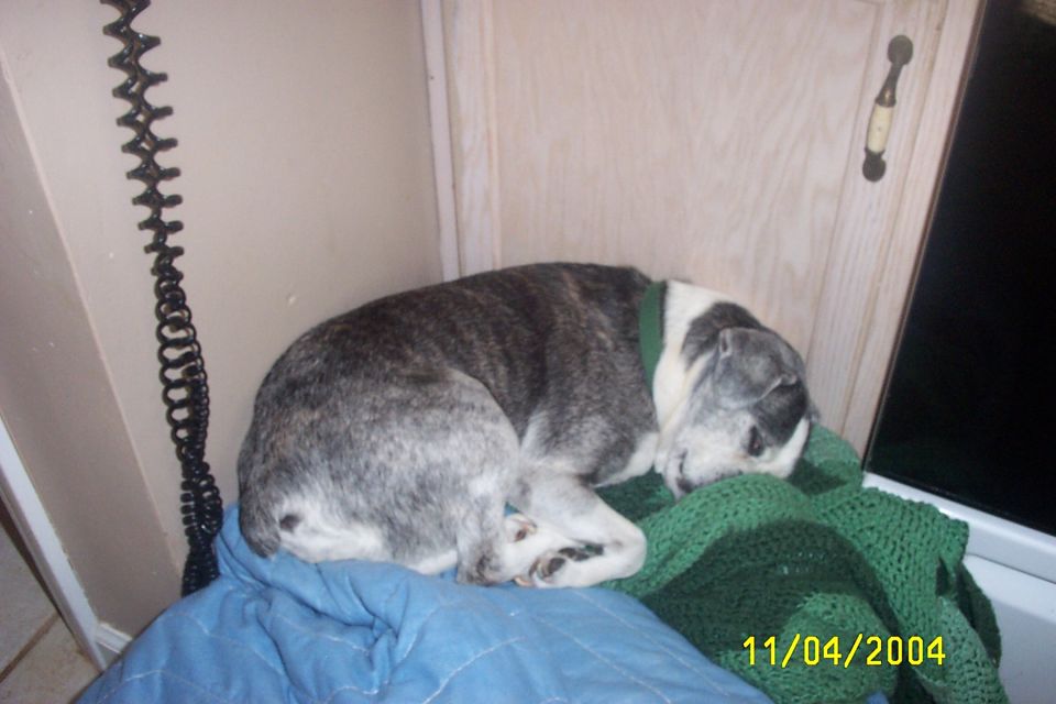 Dog sleeping on blue and green blankets, date stamp 11/04/2004