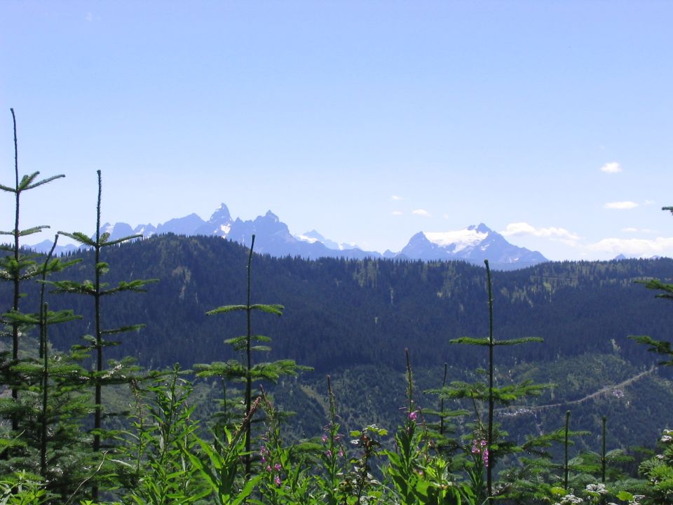 Mountain range with snow-capped peaks behind a forest and foreground trees