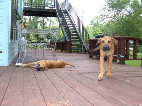 1978 Ford Bronco - Two dogs relax on a wooden deck with an outdoor staircase visible in the background.