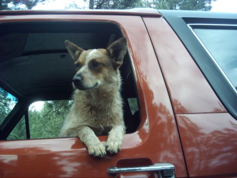 1988 Ford Bronco - Clint (84x4Bronco) and I found this dog 15 miles into the woods, we scooped her up, named her Shelby, and took her home. She even jumps int…