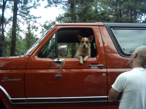 1988 Ford Bronco photo