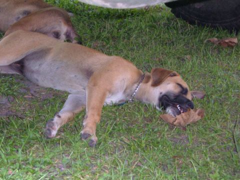 1978 Ford Bronco - A tan puppy sleeps soundly on the grass, partially obscured by a vehicle above.