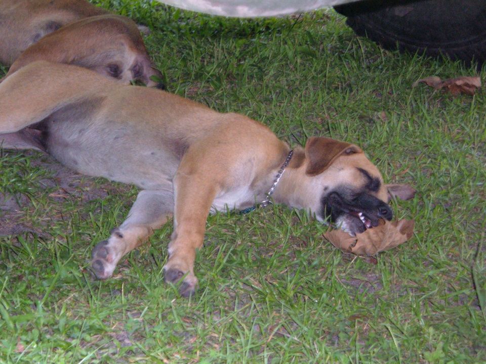Tan puppy sleeping on grass with a leaf in its mouth, under a vehicle