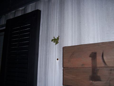 1995 Ford Bronco - A frog is seen clinging to a textured wall, with wooden planks to its right.
