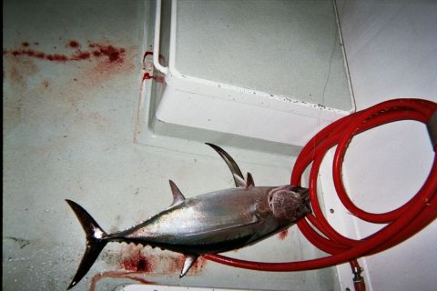1985 Ford Bronco - A tuna fish is shown with blood splatters on a wall and a red hose. Supermotors.net logo is present.