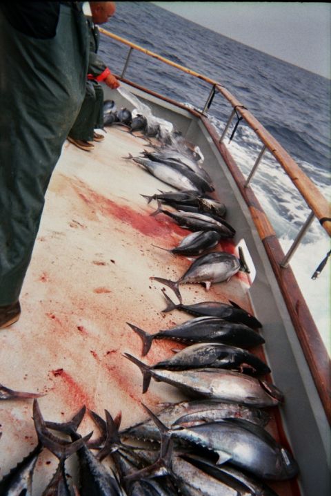 1985 Ford Bronco - A successful fishing trip yields a deck full of tuna, ready for processing.