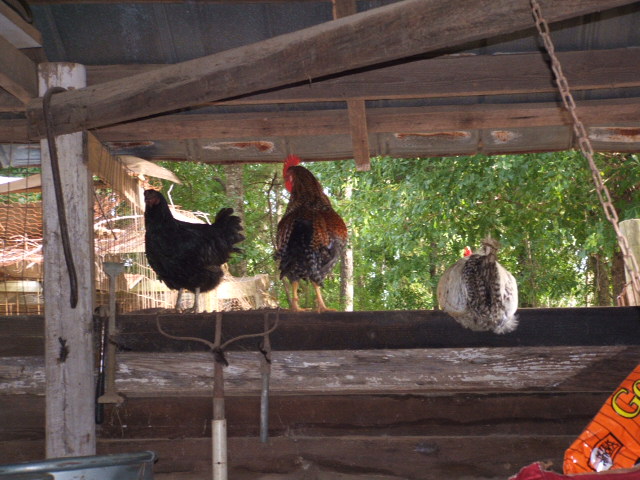 Three chickens perched on a wooden beam inside a rustic barn with trees in the background
