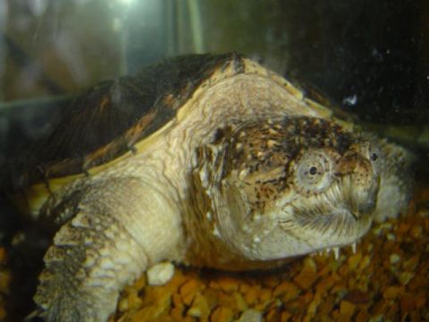 1979 Ford Bronco - This snapping turtle is in its aquarium, with gravel at the bottom.