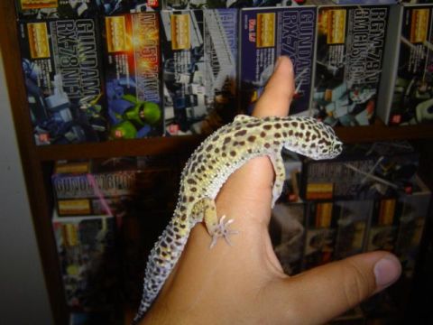 1979 Ford Bronco - A leopard gecko is perched on a person's hand, with shelves of Gundam model kits visible behind it.