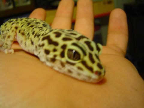1979 Ford Bronco - A leopard gecko rests on a person's palm, its patterned skin clearly visible.