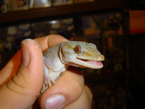 1979 Ford Bronco - A gecko is held in a person's hand, with its mouth slightly open.