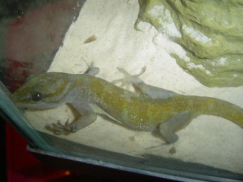 1979 Ford Bronco - A gecko is visible inside a glass enclosure with sand and a rock.