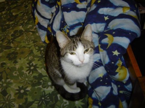1979 Ford Bronco - A tabby and white cat sits on a floral patterned bedspread next to a blanket with a celestial design.
