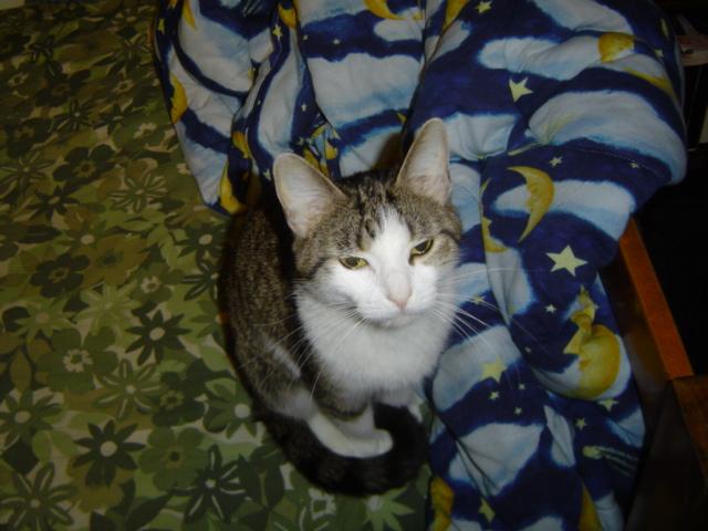 cat on a bed with a blanket moons and stars