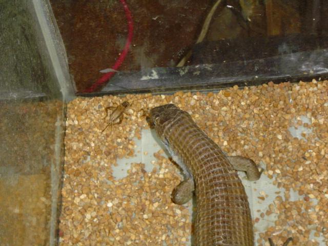 Lizard about to eat a cricket in a gravel-filled terrarium