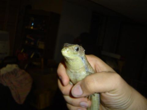 1979 Ford Bronco - A lizard is held in a hand, with a blurry background of what appears to be an indoor setting.