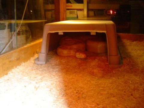 1979 Ford Bronco - A snake is visible inside its habitat, partially concealed by a plastic hide and surrounded by wood shavings.