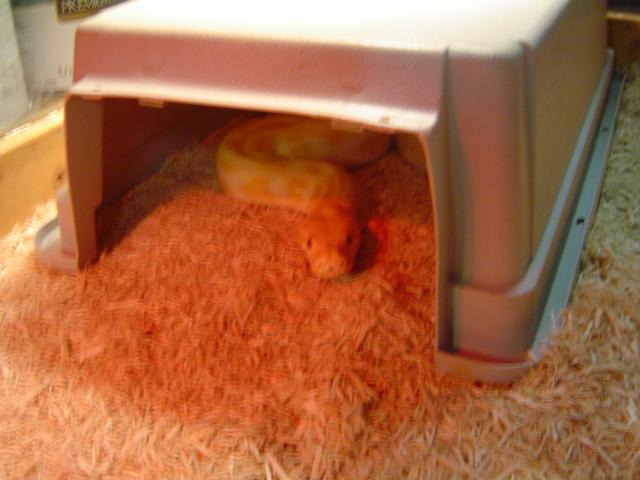 Snake resting under a plastic hide on wood shavings