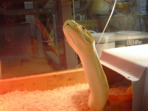 1979 Ford Bronco - An albino python with cream-yellow scales and red eyes rears up inside a glass terrarium with aspen shavings bedding, a white plastic hide…