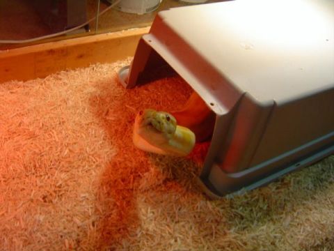 1979 Ford Bronco - A snake emerges from its shelter within a habitat filled with wood shavings.