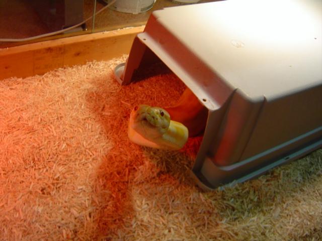 Snake head peeking out of a plastic hide in a terrarium with wood shavings