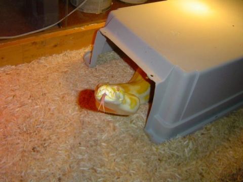 1979 Ford Bronco - An albino python emerges from its hide, its tongue tasting the air in its enclosure.