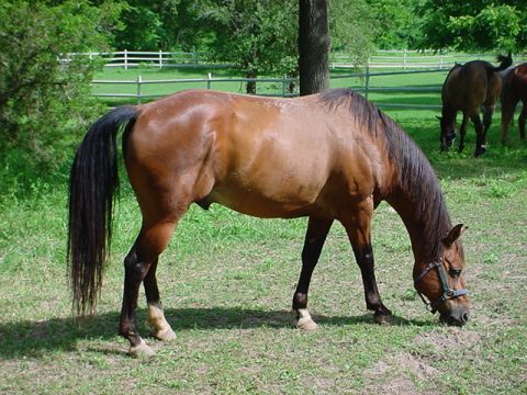 1979 Ford Bronco - A bay horse with a black mane and tail grazes in a fenced green pasture, wearing a dark halter, with a second horse under the trees behind…