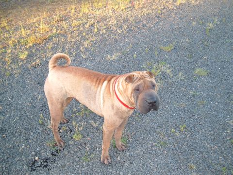 1989 Ford Bronco - A dog with distinctive facial wrinkles stands on a gravel surface outdoors.