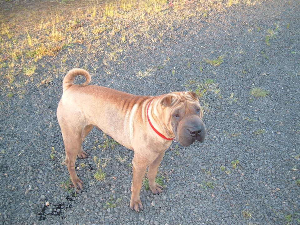 tan dog with red collar standing on gravel