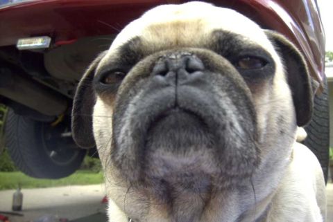 1997 Ford Taurus - A pug dog is the primary subject, with the underside of a red vehicle visible behind it.