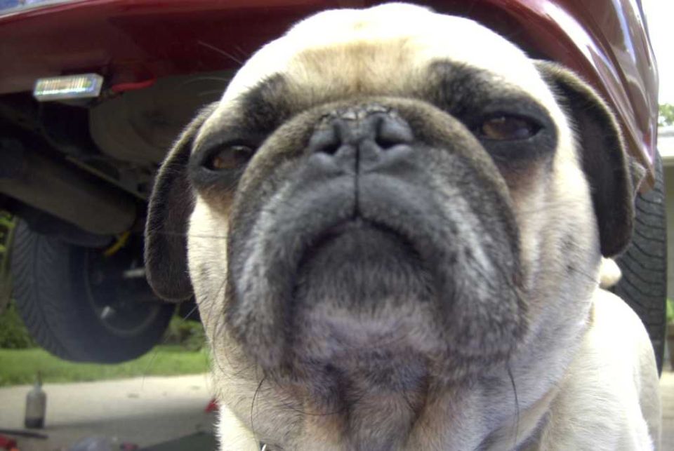 Pug dog in front of a red car's undercarriage
