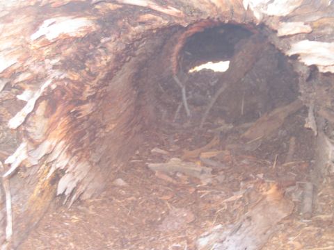 1990 Ford Bronco - Cool Hollow Log