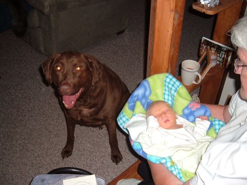 1979 Ford Bronco - A dog watches over a sleeping infant, with an adult holding the baby.