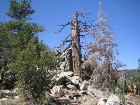 1990 Ford Bronco - weathered dead pine and rust-colored dying conifer stand on a granite outcrop under a clear blue sky.