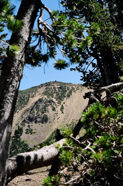1979 Ford Bronco - A view of a mountain slope covered in sparse vegetation, seen through the branches of pine trees.