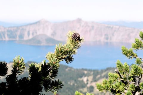 1979 Ford Bronco - A scenic view of Crater Lake with pine branches in the foreground. The website 'supermotors.net' is visible in the lower right corner.