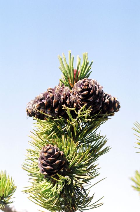 1979 Ford Bronco - Pine cones adorn a tree branch under a clear blue sky, with a watermark indicating 'Supermotors.net'.