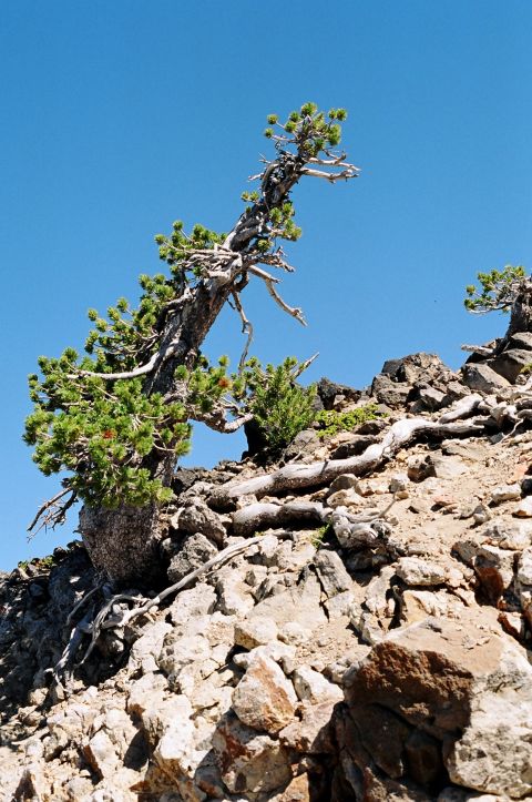 1979 Ford Bronco - A lone, wind-swept pine clings to a rocky mountainside under a bright blue sky.