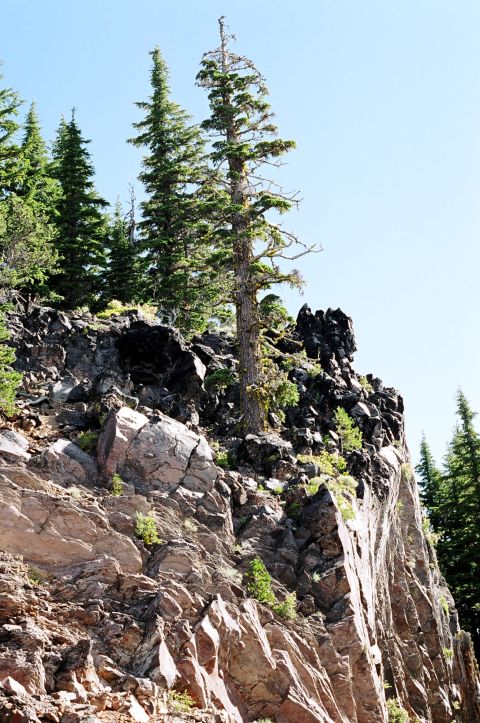 1979 Ford Bronco - A cliff face, adorned with pine trees, rises against a bright blue sky, evoking a sense of natural grandeur.