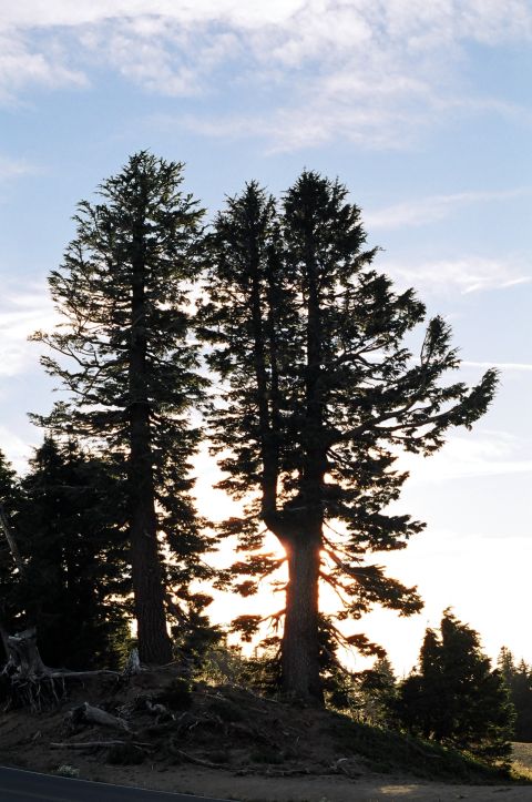 1979 Ford Bronco - Tall pine trees are silhouetted against a bright sky, with the sun shining through their branches.