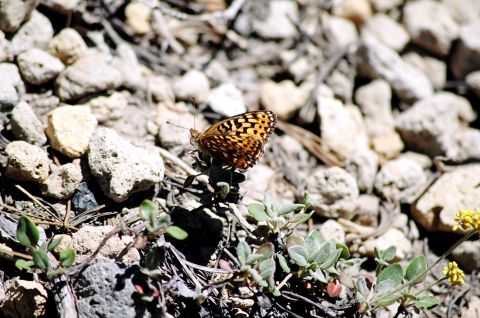 1979 Ford Bronco - A butterfly is perched on a plant amidst a rocky terrain. The image has a watermark for Supermotors.net.