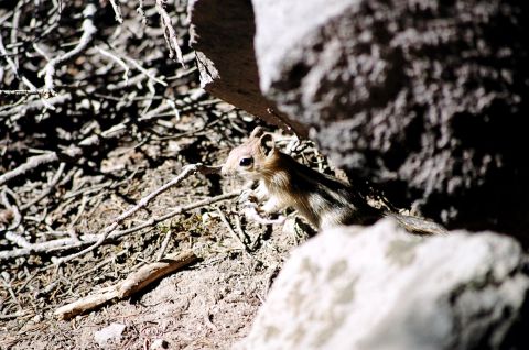 1979 Ford Bronco - A chipmunk pauses amidst rocks and branches in its natural environment.