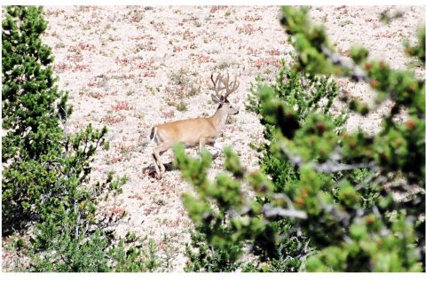 1979 Ford Bronco - A buck with impressive antlers traverses a , rocky terrain, partially obscured by pine branches.