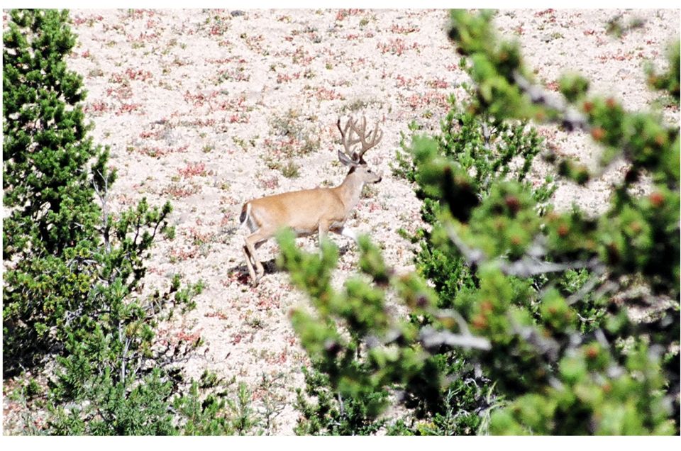 Deer with large antlers walking on a rocky hillside with pine trees