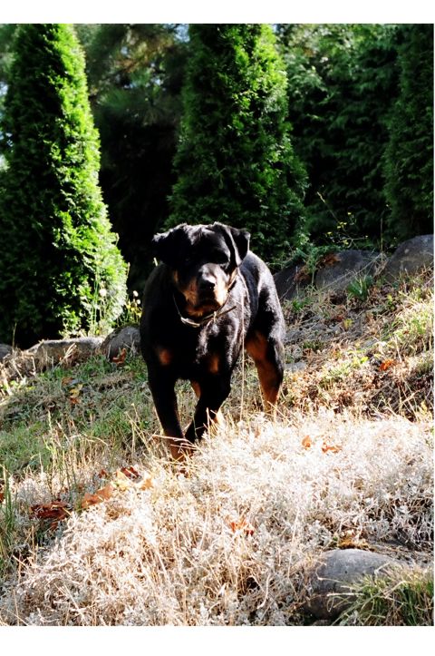 1979 Ford Bronco - A Rottweiler stands on a hill, surrounded by trees and dry grass.