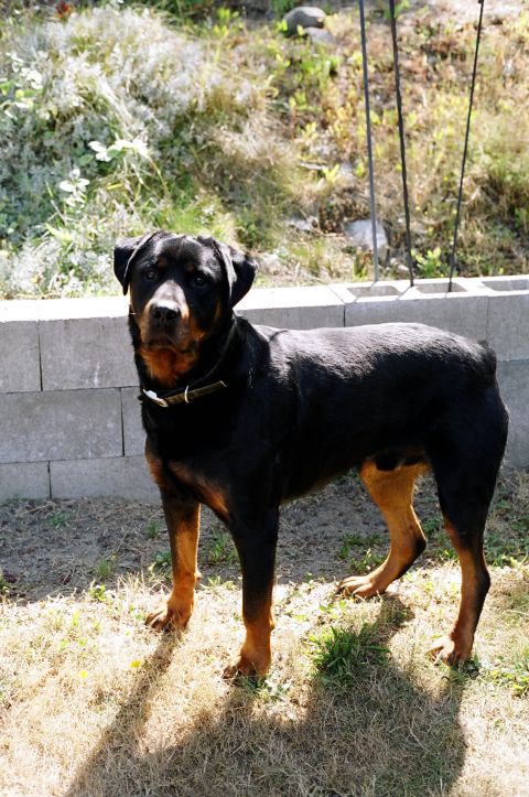 1979 Ford Bronco - A Rottweiler stands alert in a backyard setting, with a cinder block wall behind it.
