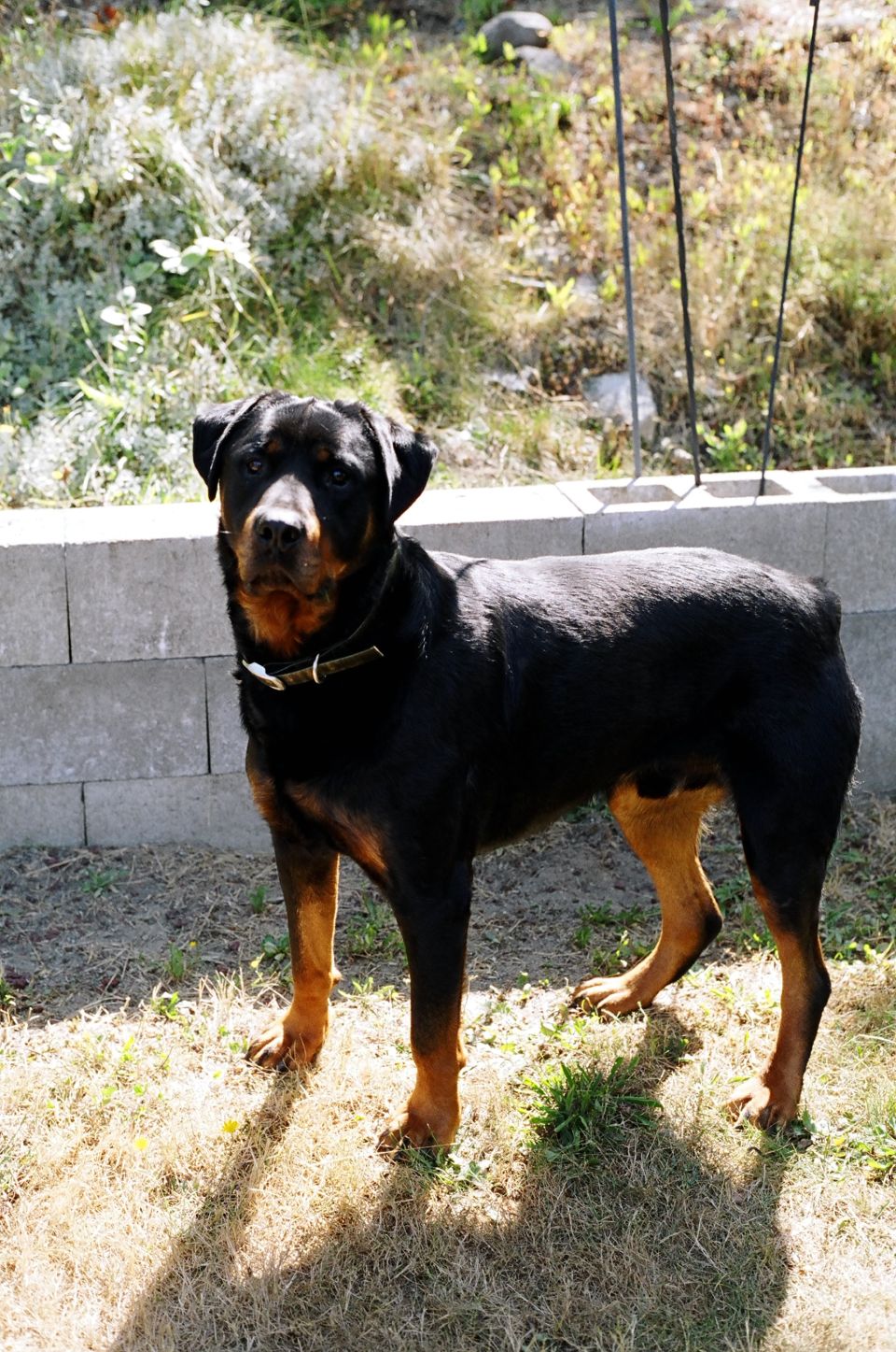 Rottweiler standing in a yard, next to a cinder block wall. Sunlight casts shadows on the dry grass