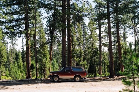 1979 Ford Bronco - A maroon and tan Ford Bronco is parked on a dirt road surrounded by tall pine trees.