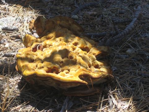 1990 Ford Bronco - Check out This giant ugly fungus!
