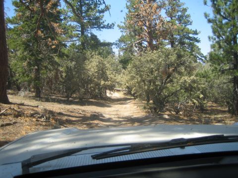 1990 Ford Bronco - Looking over a vehicle's hood and wiper, a dusty two-track trail winds through a sunlit pine and brush forest.